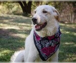 Anatolian Shepherd-Great Pyrenees Mix Dogs for adoption in Waco, TX, USA