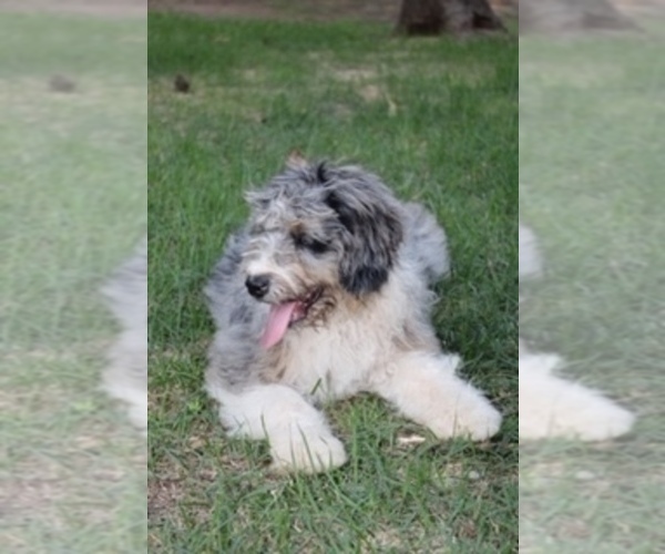 Medium Photo #2 Miniature Bernedoodle Puppy For Sale in MINEOLA, TX, USA