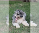 Small Photo #2 Miniature Bernedoodle Puppy For Sale in MINEOLA, TX, USA