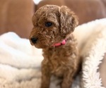 Puppy Pink lady Goldendoodle