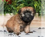 Small #1 Soft Coated Wheaten Terrier