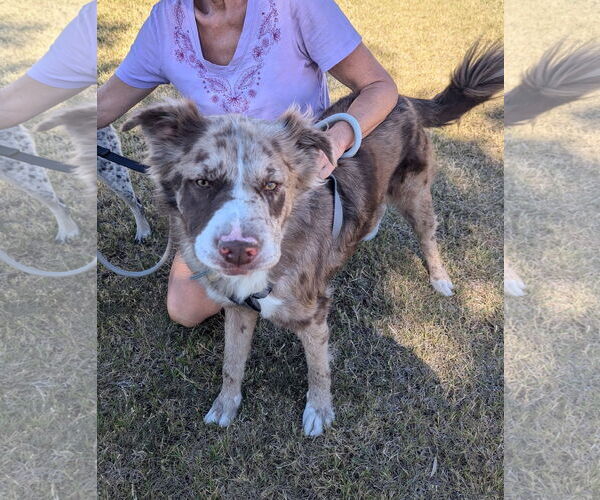Medium Photo #3 Australian Shepherd-Unknown Mix Puppy For Sale in Chandler, AZ, USA