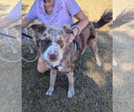 Small #2 Australian Shepherd Mix