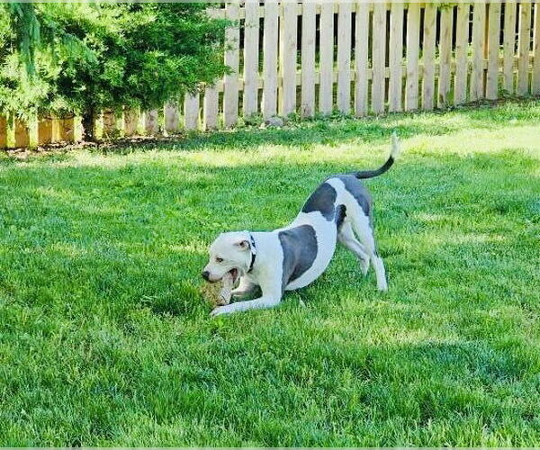 Medium Photo #10 American Pit Bull Terrier-Unknown Mix Puppy For Sale in Germantown, OH, USA