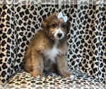 Small #8 Aussiedoodle