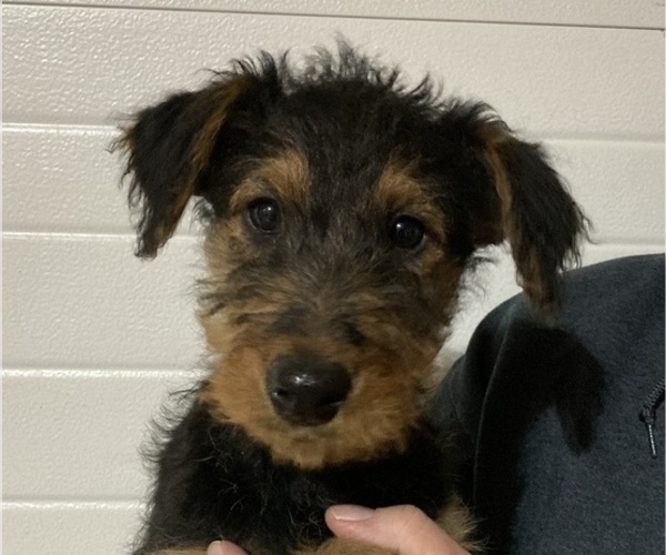 Medium Photo #4 Airedale Terrier Puppy For Sale in OLEAN, NY, USA