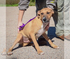 Mikey - Male Black Mouth Cur-German Shepherd Dog Mix Dog for Adoption - Photo #3