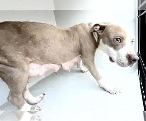 Mutt Dogs for adoption in Houston, TX, USA