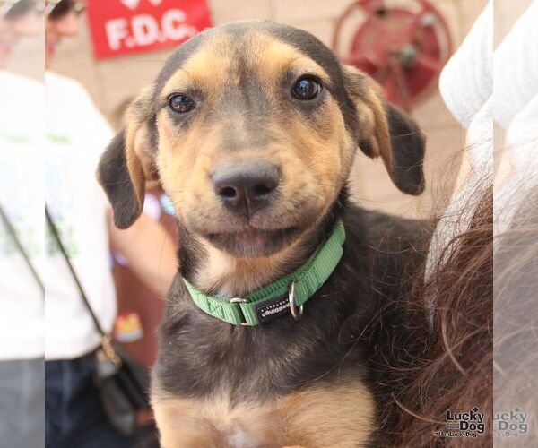 Medium Photo #6 Labrador Retriever-Unknown Mix Puppy For Sale in Washington, DC, USA