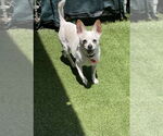 Small #3 Chihuahua Mix