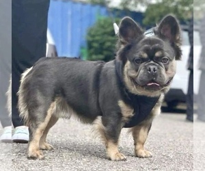 Father of the French Bulldog puppies born on 08/30/2023