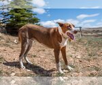 Small #7 American Pit Bull Terrier-Australian Shepherd Mix