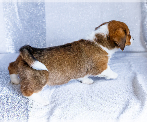 Medium Photo #7 Dorgi Puppy For Sale in WAKARUSA, IN, USA