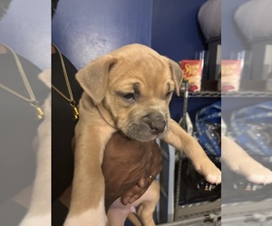 American Mastiff-American Pit Bull Terrier Mix Puppy for sale in NEW BEDFORD, MA, USA