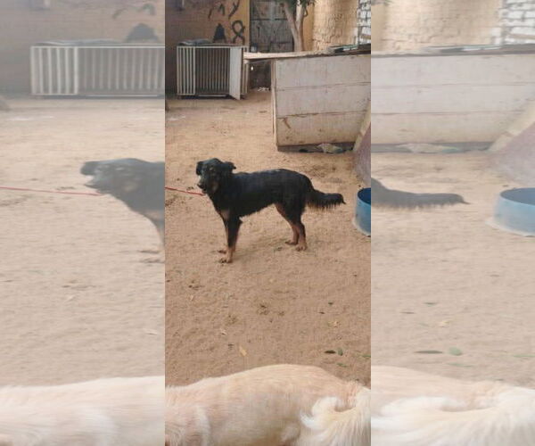 Medium Photo #3 German Shepherd Dog-Unknown Mix Puppy For Sale in NYC, NY, USA