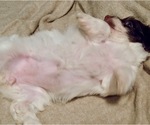 Small Photo #2 Havanese Puppy For Sale in FENTON, MO, USA