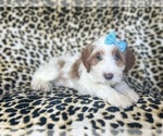 Small Cavapoo