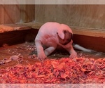 Small Photo #23 American Bulldog Puppy For Sale in MILLS RIVER, NC, USA