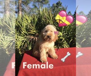 Goldendoodle-Poodle (Miniature) Mix Puppy for sale in FLORENCE VILLA, FL, USA