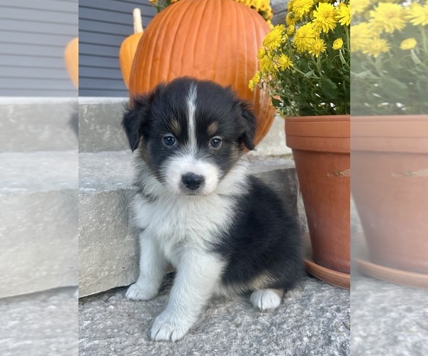 Medium Photo #1 Australian Shepherd Puppy For Sale in LODA, IL, USA