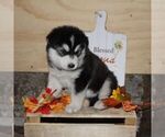 Small #2 Alaskan Malamute