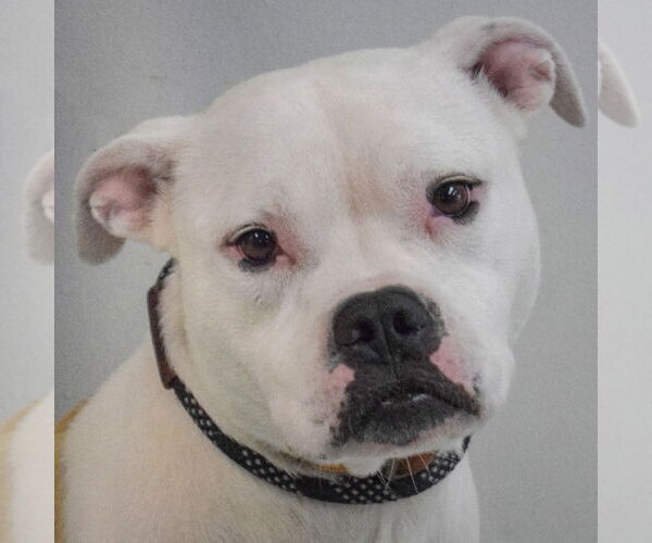 Medium Photo #6 Bulloxer Puppy For Sale in Huntley, IL, USA