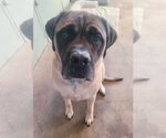 Small Photo #1 Mastiff Puppy For Sale in Germantown, OH, USA