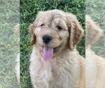 Small Photo #13 Goldendoodle Puppy For Sale in IONIA, KS, USA