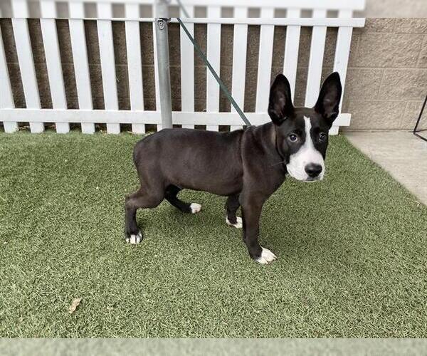 Medium Photo #1 American Pit Bull Terrier-Unknown Mix Puppy For Sale in Modesto, CA, USA