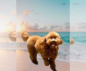 Father of the Goldendoodle (Miniature) puppies born on 04/29/2026