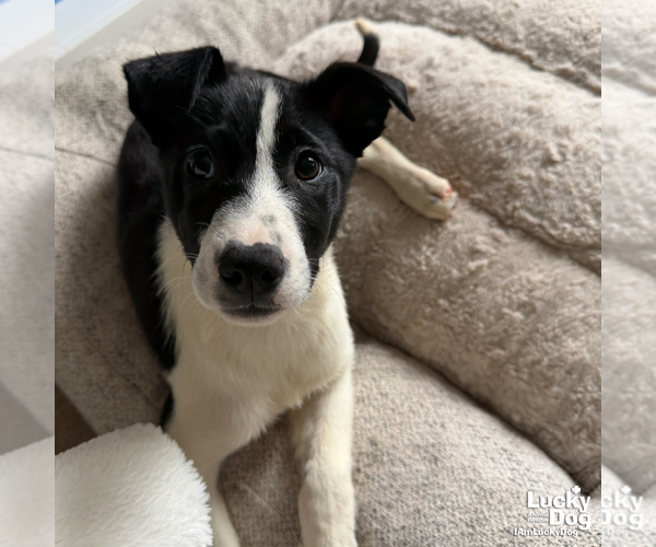 Medium Photo #4 Australian Shepherd-Unknown Mix Puppy For Sale in Washington, DC, USA