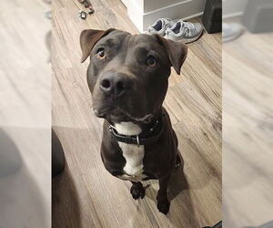 Mutt Dogs for adoption in Tavares, FL, USA