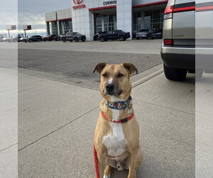 Pika - Male Mutt Dog for Adoption - Photo #29