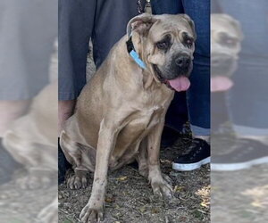 Mutt Dogs for adoption in Goodyear, AZ, USA