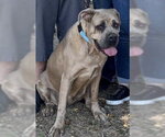 Sugar - I was adopted! - Female Mutt Dog for Adoption - Small photo
