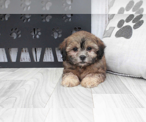 Shih-Poo Puppy for sale in MARIETTA, GA, USA