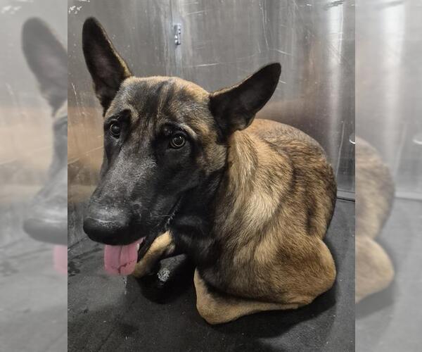 Medium Photo #1 Mutt Puppy For Sale in San Antonio, TX, USA