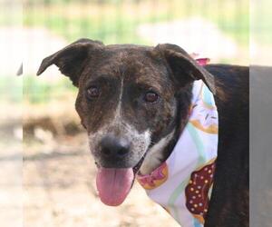 Labrador Retriever-Unknown Mix Dogs for adoption in San Antonio, TX, USA