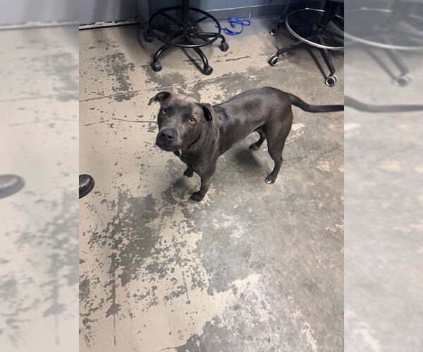 Medium Photo #1 American Staffordshire Terrier-Unknown Mix Puppy For Sale in Tallahassee, FL, USA