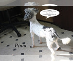 Small #22 Poodle (Toy)