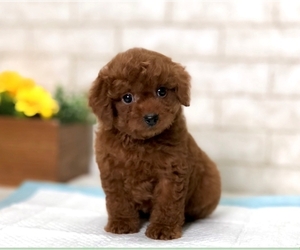 Poodle (Toy) Puppy for sale in DALLAS, TX, USA