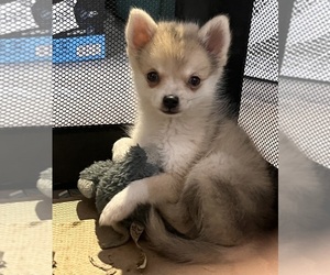 Medium Pomsky