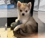 Puppy Pixie Pomsky