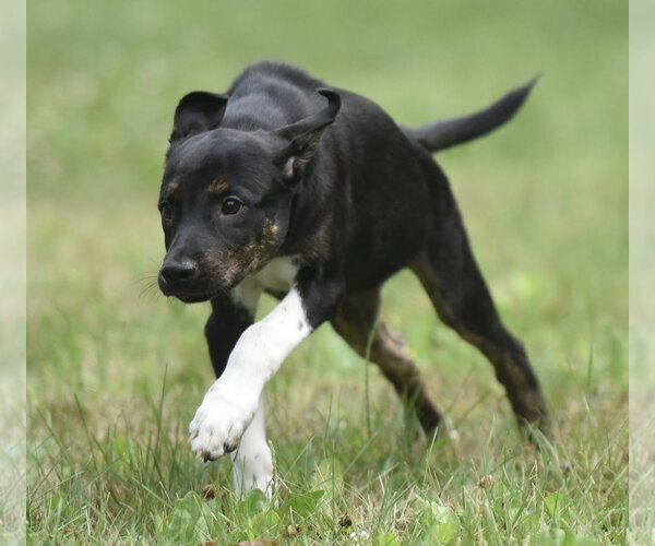 Medium Photo #5 Plott Hound-Unknown Mix Puppy For Sale in Mechanicsburg, PA, USA