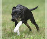 Small #4 Plott Hound Mix