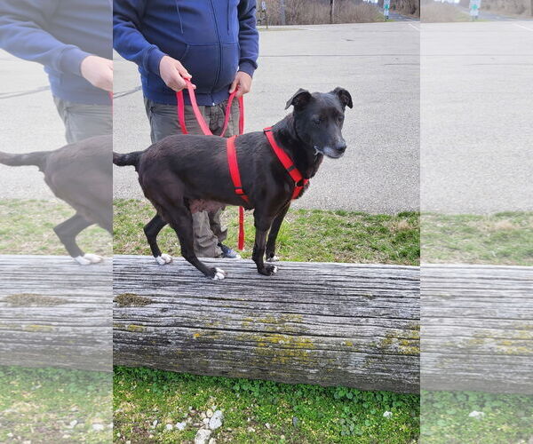 Medium Photo #19 Labrador Retriever-Unknown Mix Puppy For Sale in Germantown, OH, USA