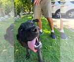 Small #9 Labrador Retriever Mix