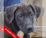 Boo - Male Unknown-Vizsla Mix Dog for Adoption - Small photo