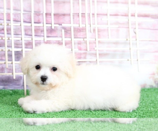 Medium Photo #1 Poochon Puppy For Sale in BEL AIR, MD, USA