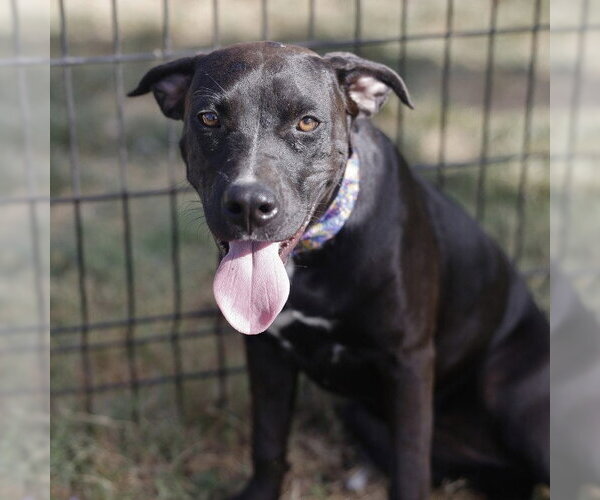 Medium Photo #1 Labrador Retriever-Unknown Mix Puppy For Sale in San Antonio, TX, USA